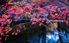 性感小护士图片